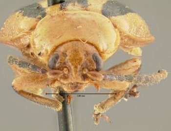 Media type: image; Entomology 34654   Aspect: head frontal view